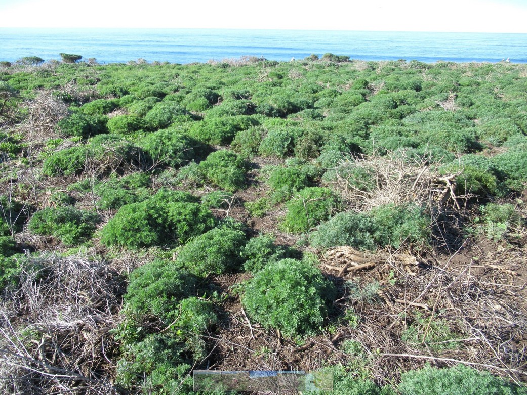 poppy seedlings on the coastal bluff of the ranch